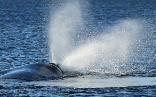 Baleine franche australe prise par Lise Whales à Playa Canteras en Argentine