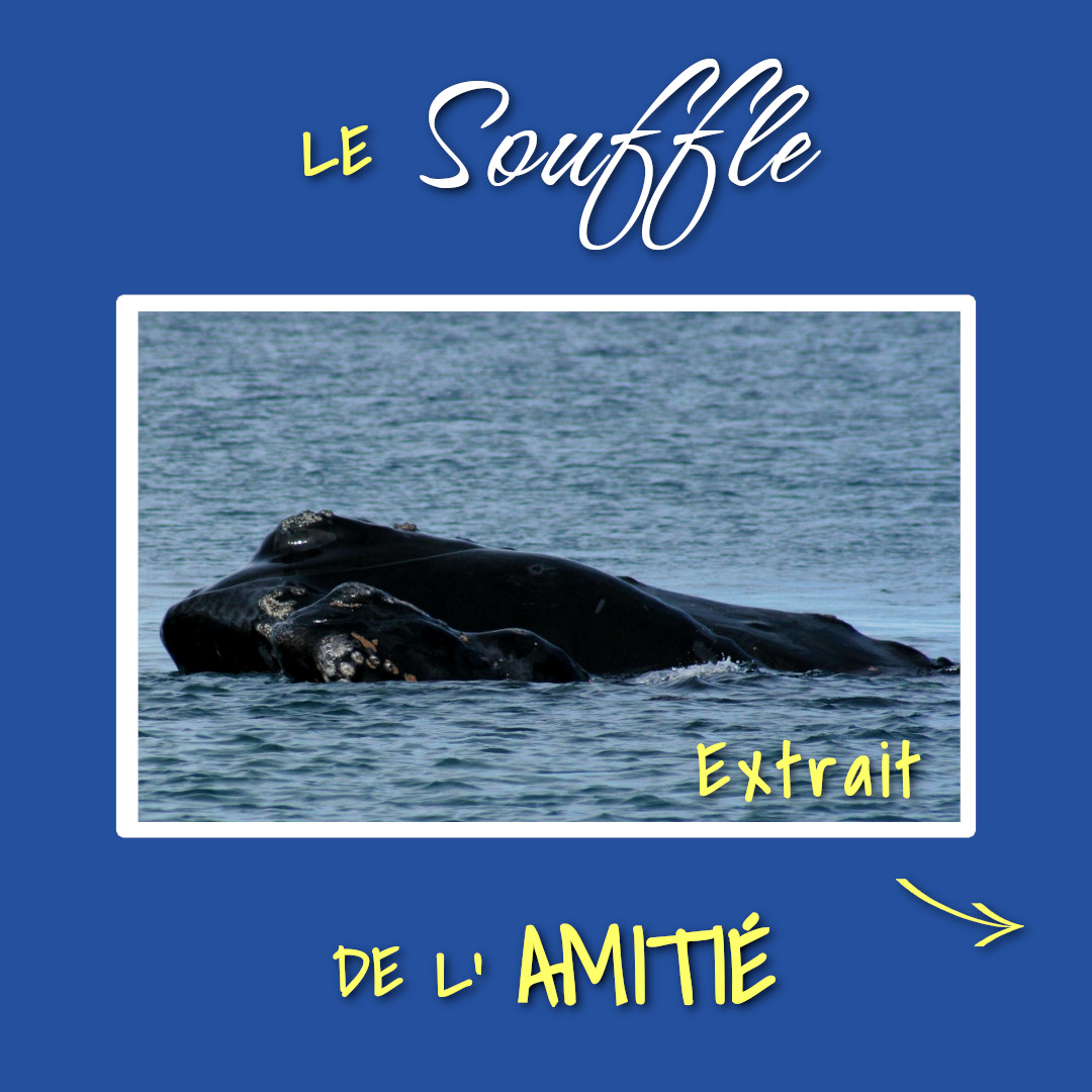 Affiche - Teaser Le Souffle de l'Amitié 07 - Extrait photo de baleines