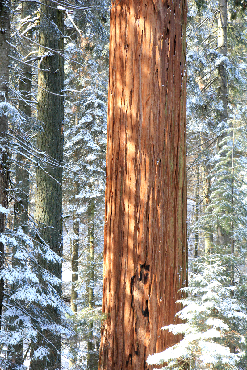 Séquoia et neige