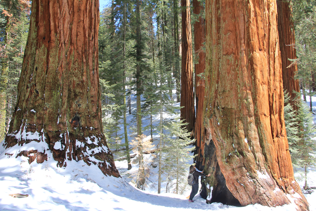 Léa au pied d'un séquoia - photo prise par Dan