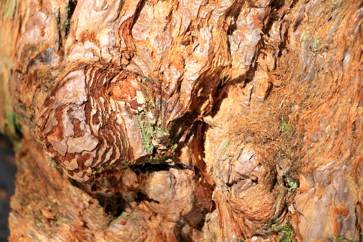 Écorce de séquoia