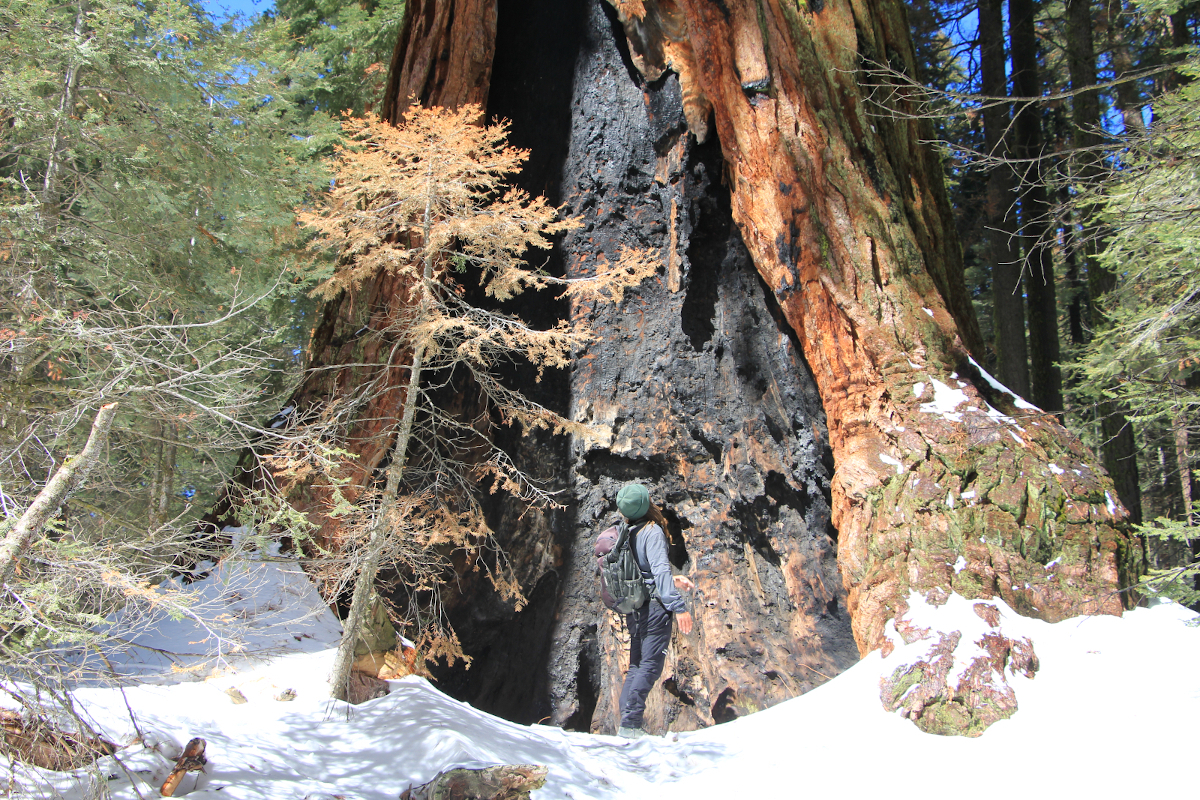 Dan au pied d'un séquoia - photo prise par Léa