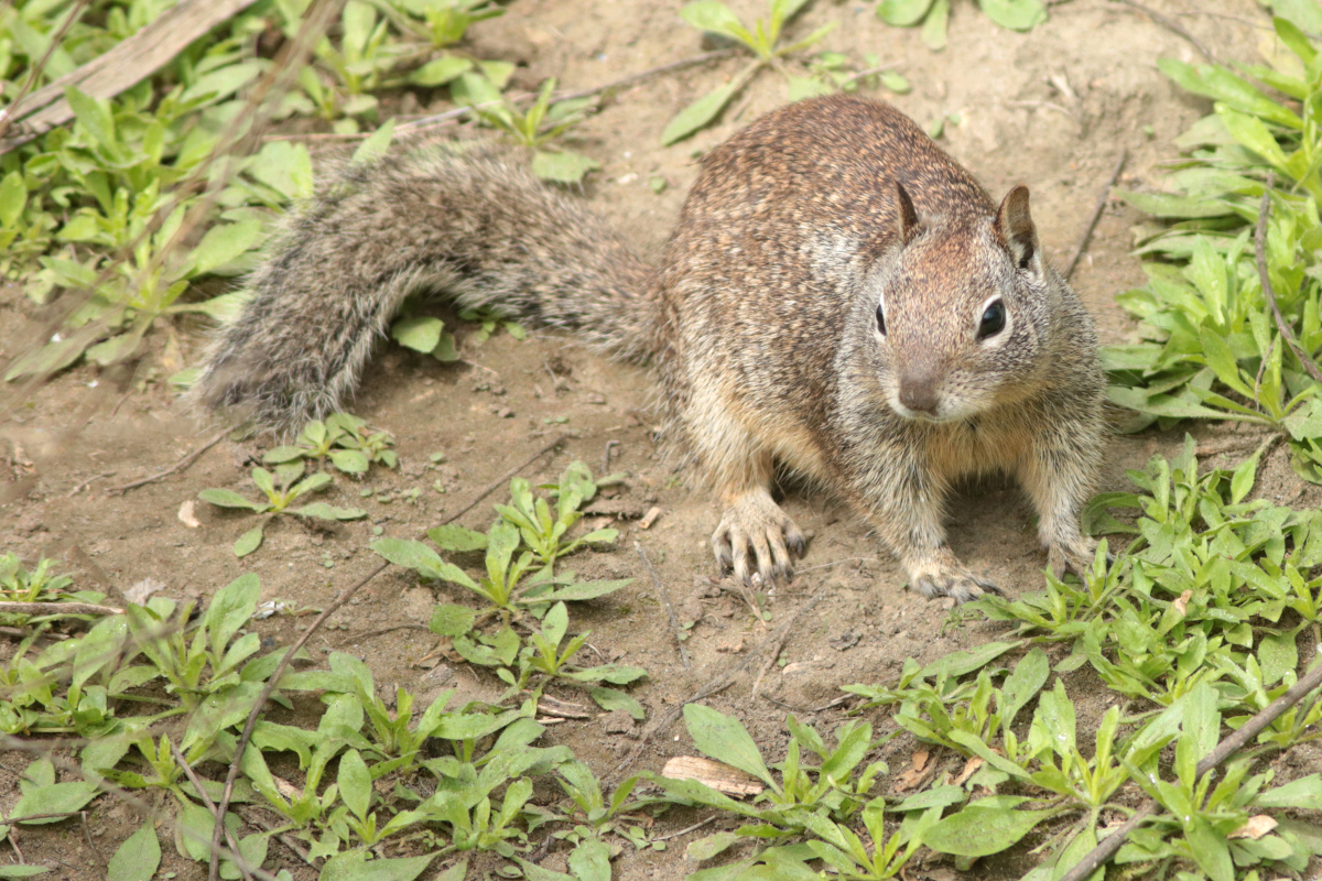 Écureuil terrestre de Californie