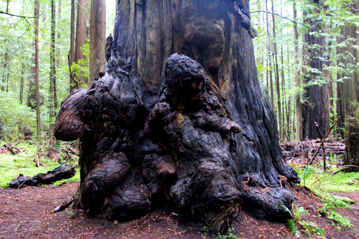 Founders Trail - Redwood féérique