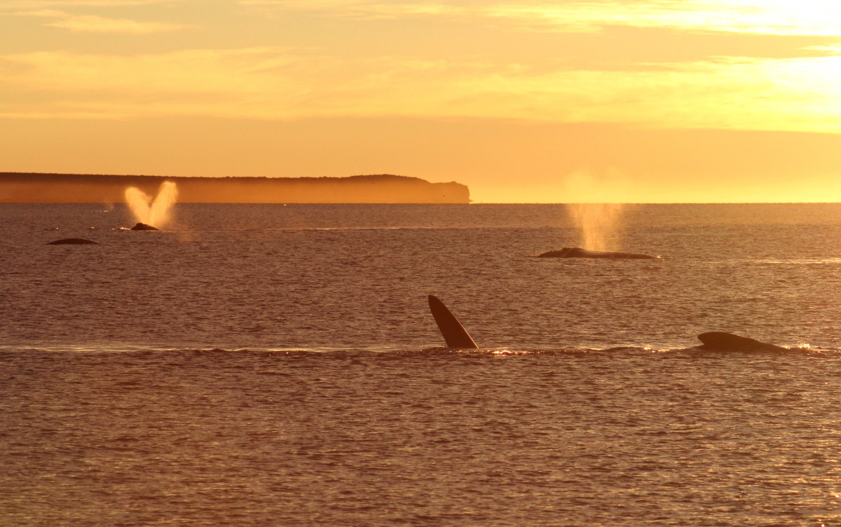 Playa Las Canteras, Chubut, Argentine - baleines le matin