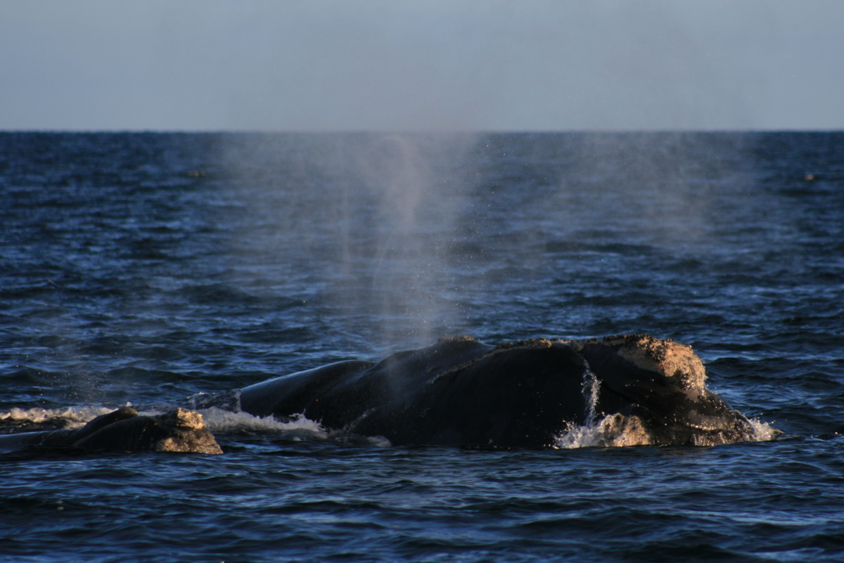 Playa Pardelas - Peninsula Valdés - baleine et son baleineau